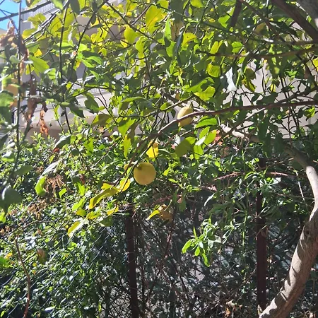 Giardino Eucalipti 別荘 *